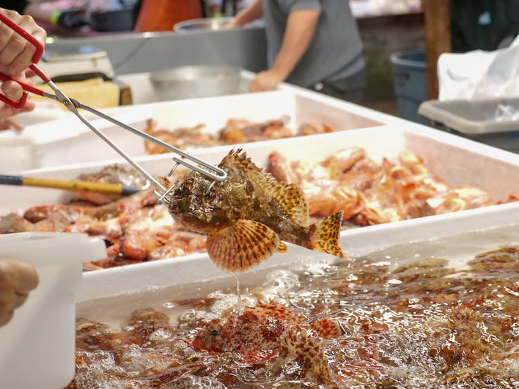 A Person Holding A Fresh Fish Using Tongs