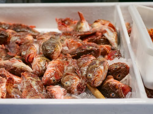 Foto stok gratis hidangan laut, ikan, ikan kakap merah