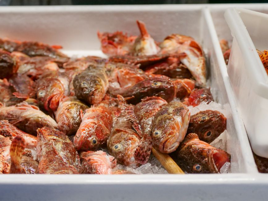 One Nation MP Lands Banned Snapper to Protest SA Closure