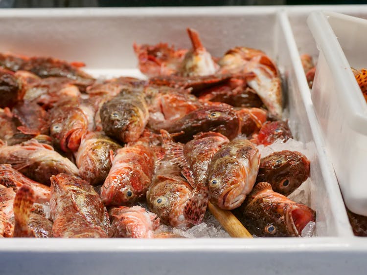 Fish On White Tray