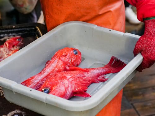 Red Fish in Gray Plastic Container