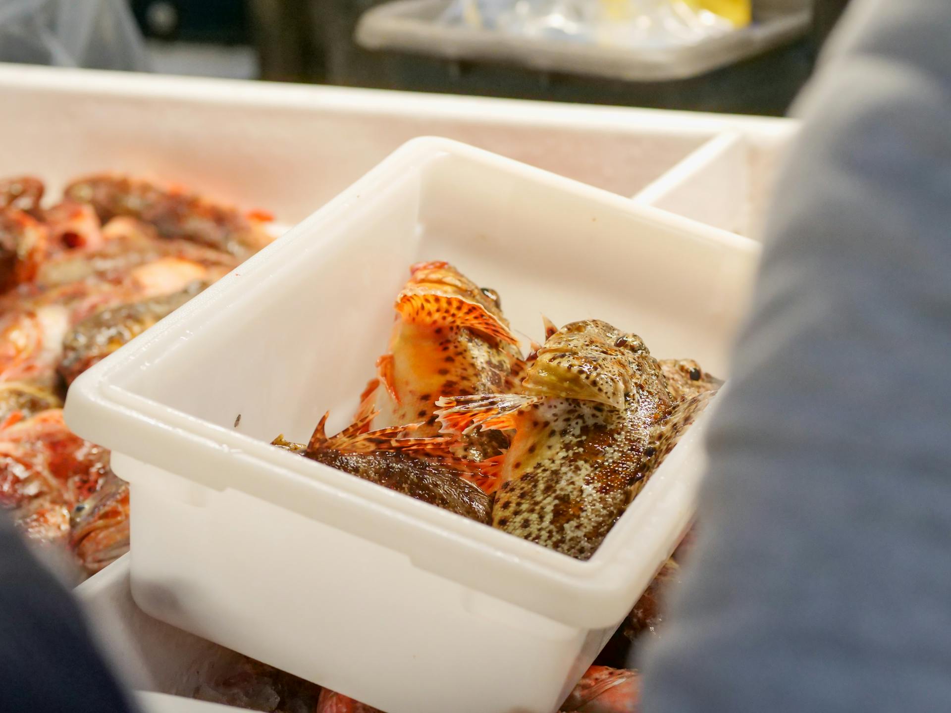 Fresh Fish in White Plastic Container