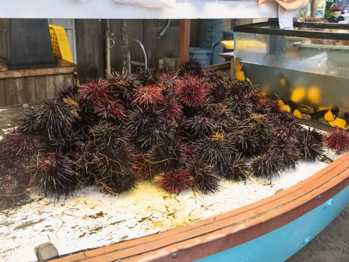 Free Fresh Sea Urchins at a Seafood Market Stock Photo