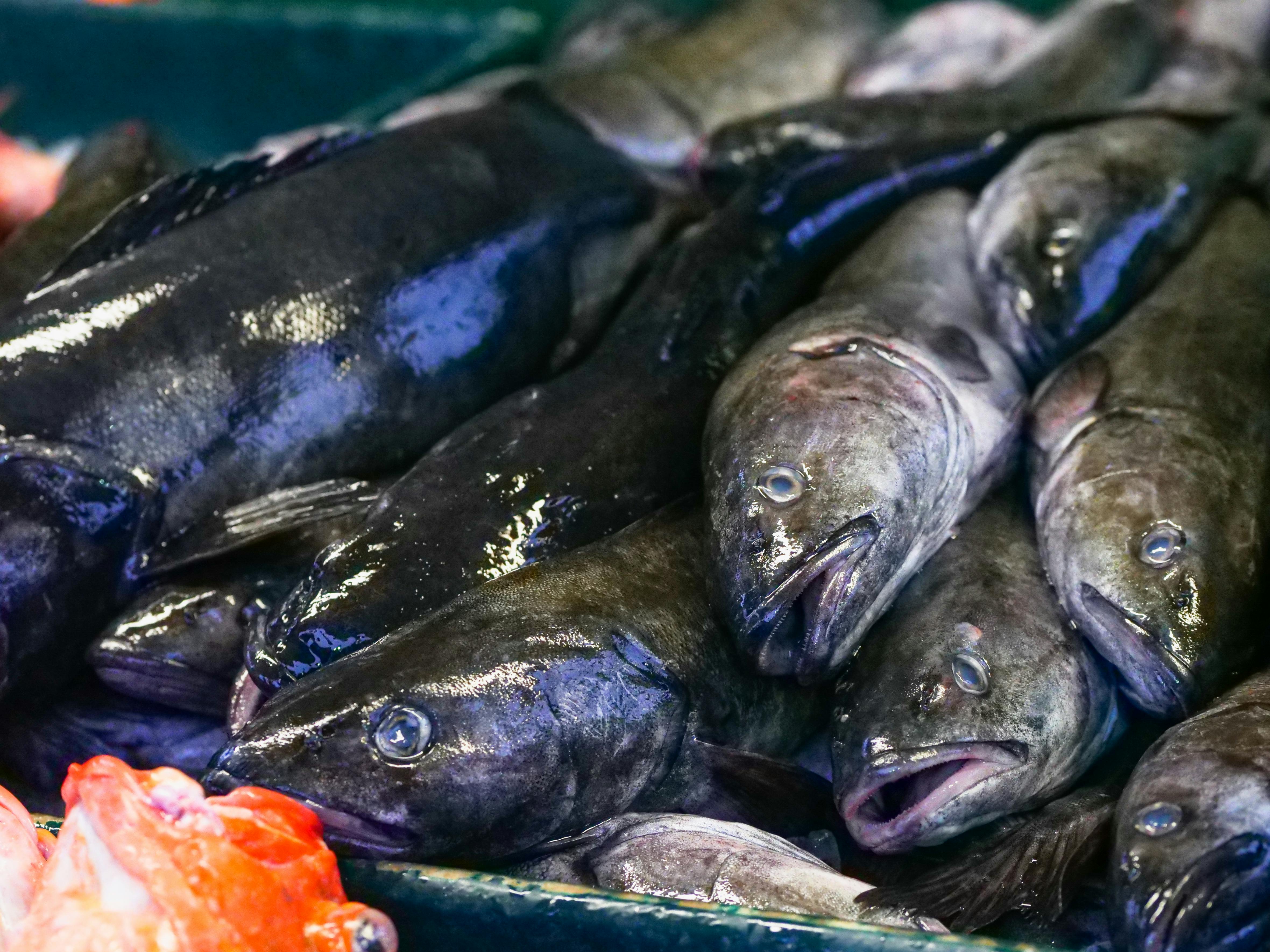 black and gray fish on green surface