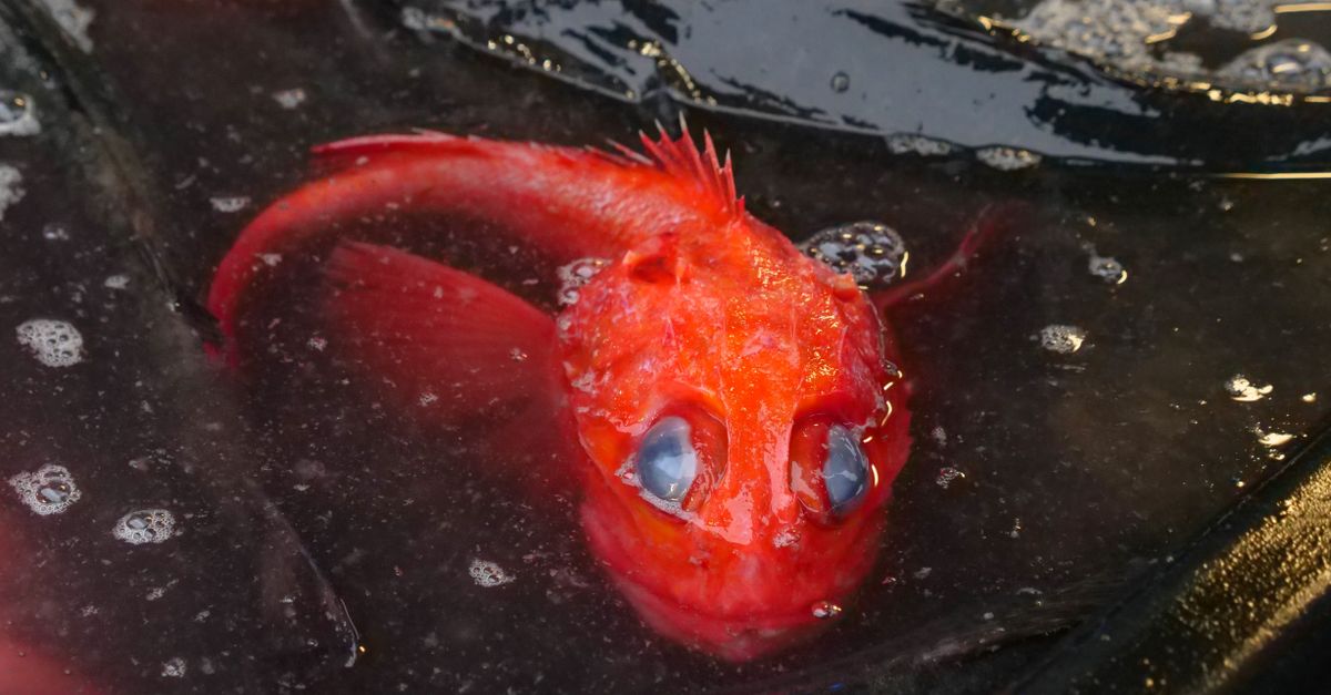 hadal snailfish deep sea Mariana Trench