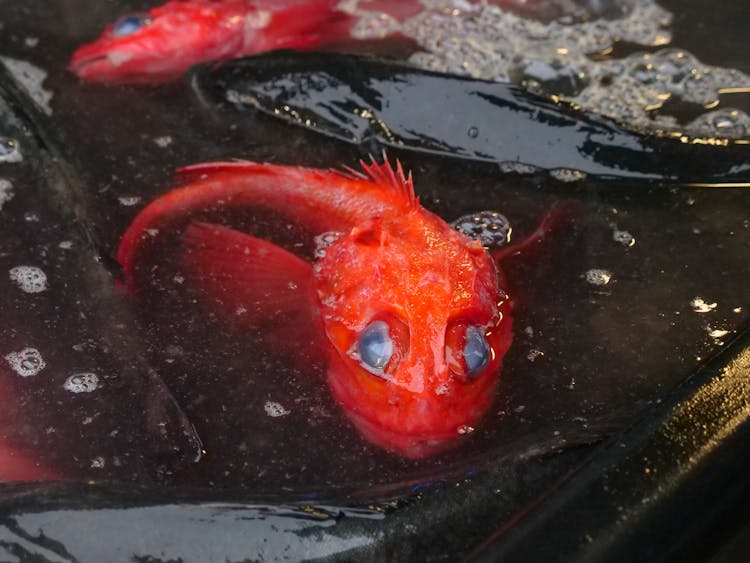 Close Up Shot Of A Red Fish