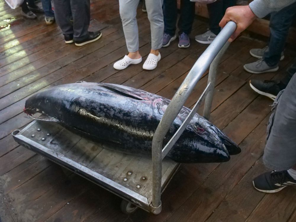 A whole large tuna on a trolley at an indoor market