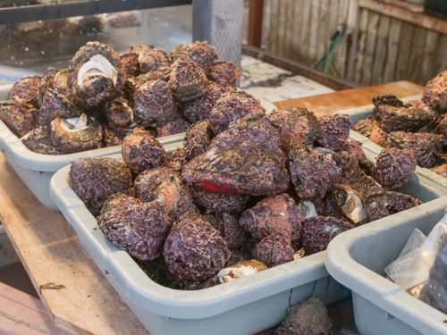 Free Close-up of a seafood selection featuring fresh shellfish at a vibrant fish market. Stock Photo