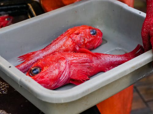 Free Fresh Red Fishes on a Tray Stock Photo