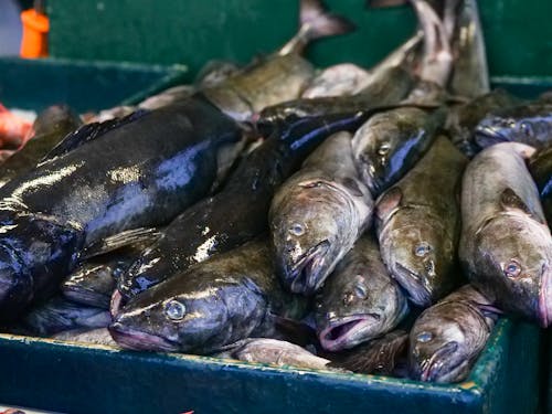 Foto stok gratis hidangan laut, ikan cod hitam, makanan