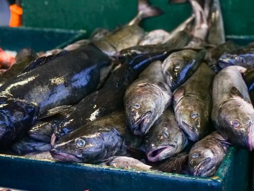 Free Close-up of fresh black cod fish on display at a seafood market. Stock Photo