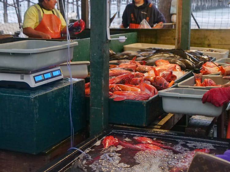 Fresh Fishes In The Market