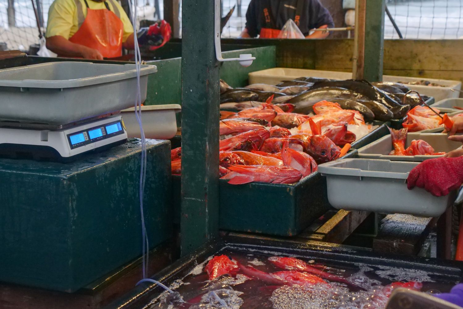 Fish Market One Fish Market Photos, Download The BEST Free Fish Market Stock Photos ...