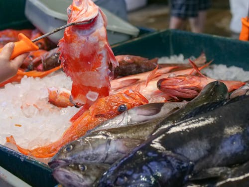 Imagine de stoc gratuită din a închide, crud, fructe de mare