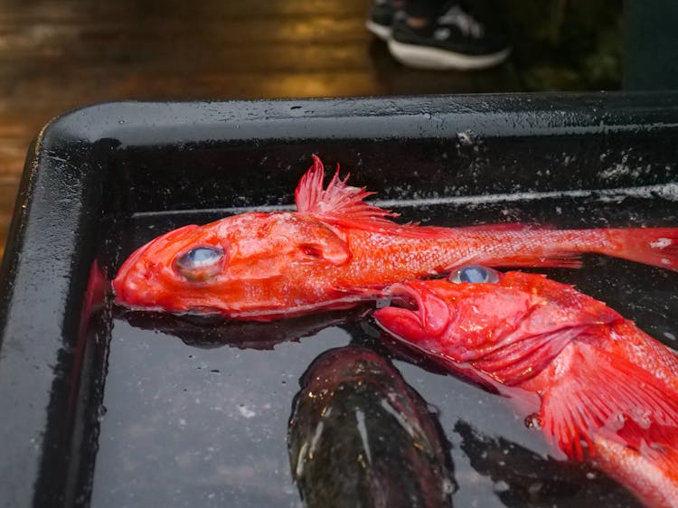 Two Red Fishes And A Black Fish In A Tray With Water