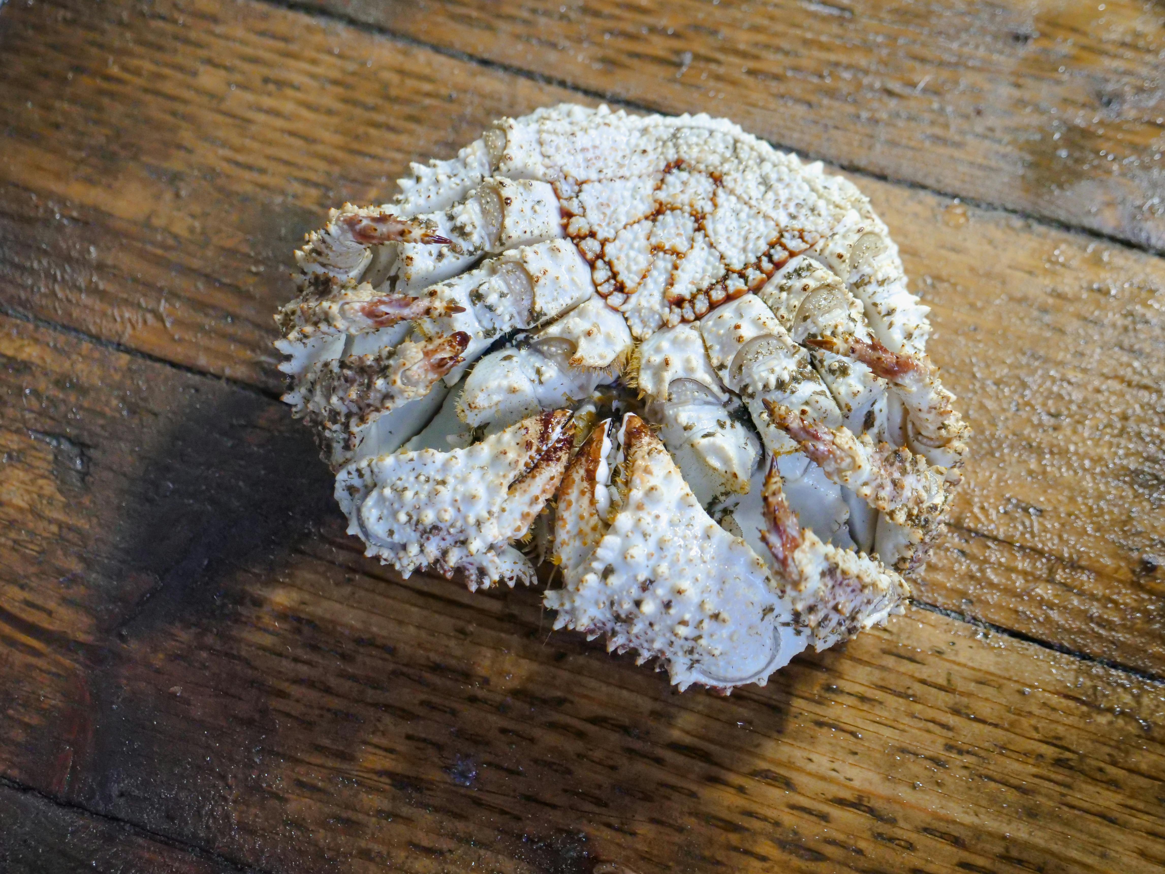 white and brown crab on brown wooden table