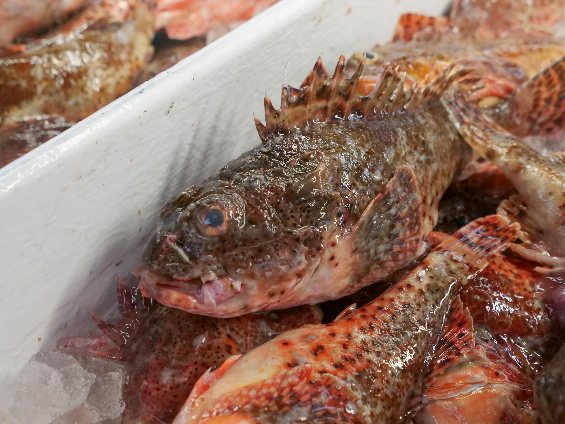 Brown and White Fish in White Plastic Container