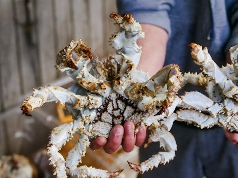 Close-up of a fresh king crab held in a fish market setting, ideal for seafood themes.
