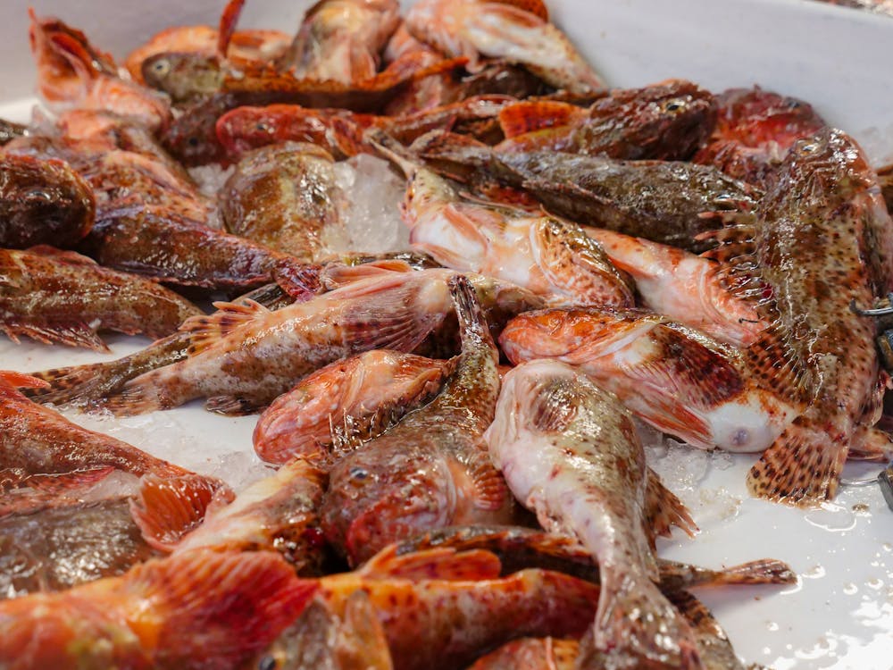 Free Grilled Fish on White Ceramic Plate Stock Photo