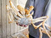 Person Holding Brown Crab