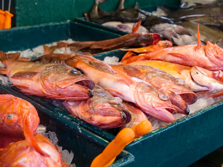 Close-Up Shot Of Raw Red Snapper 