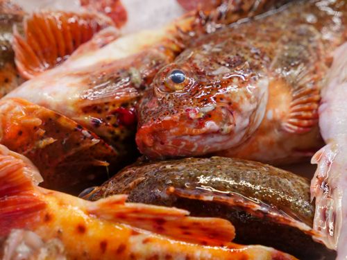Free Close-up of a variety of fresh fish at a bustling fish market. Stock Photo