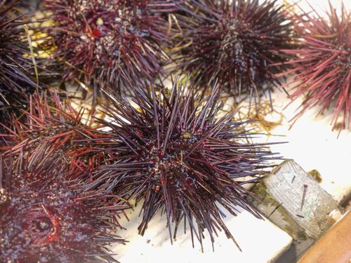 Free Close-up of fresh sea urchins at a seafood market showcasing their intricate spines. Stock Photo