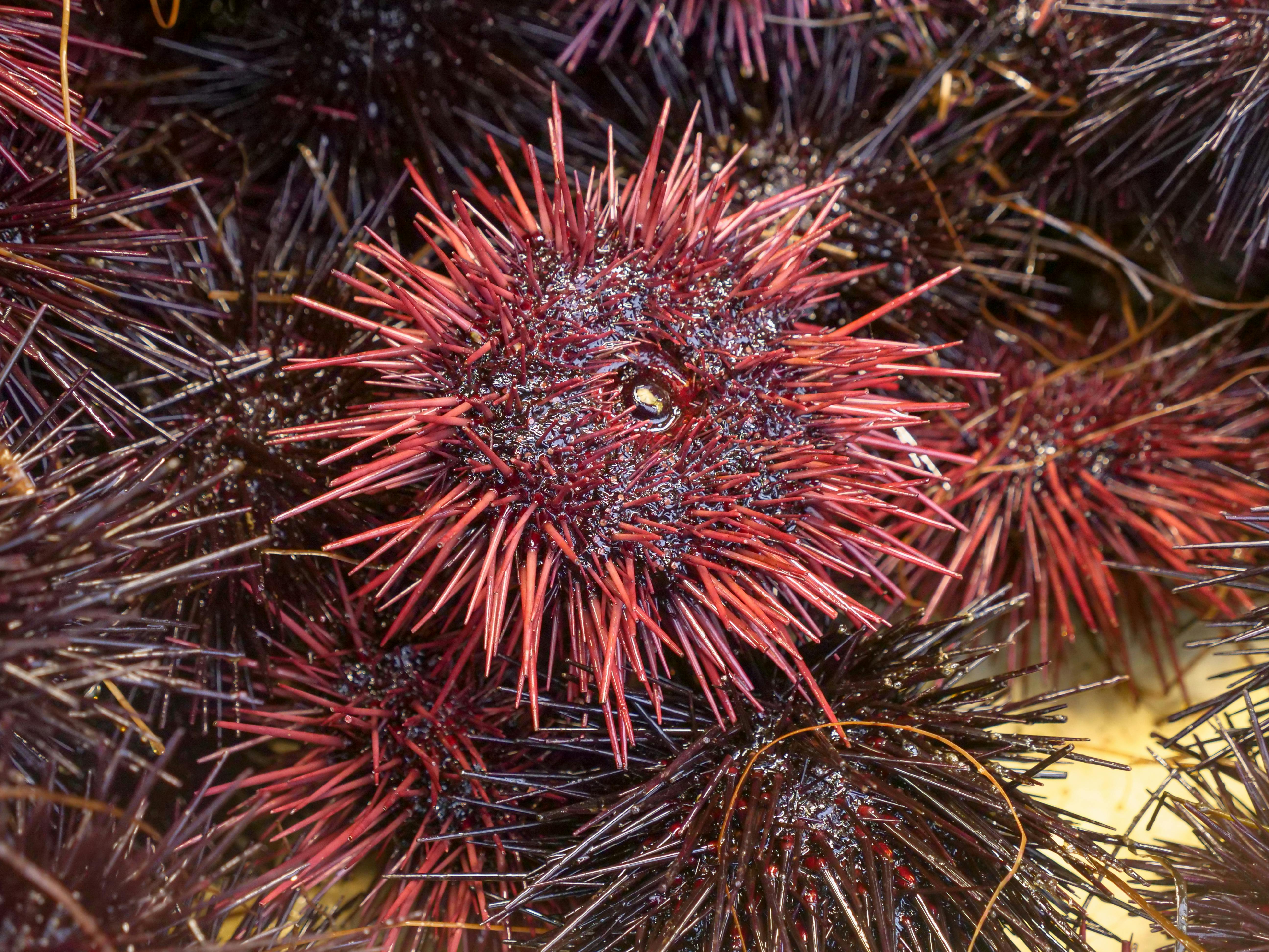 red and black fireworks display