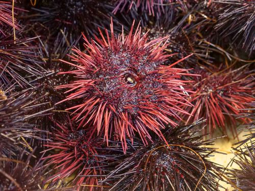 Free Vibrant close-up of fresh red and purple sea urchins showcasing their spiny texture. Stock Photo