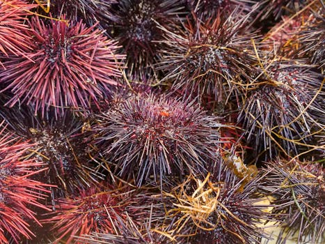 Close-up of fresh purple sea urchins at a seafood market, showcasing their spiky textures.