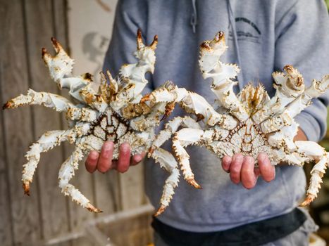 A person in a jacket holds two fresh king crabs in their hands, showcasing seafood freshness.