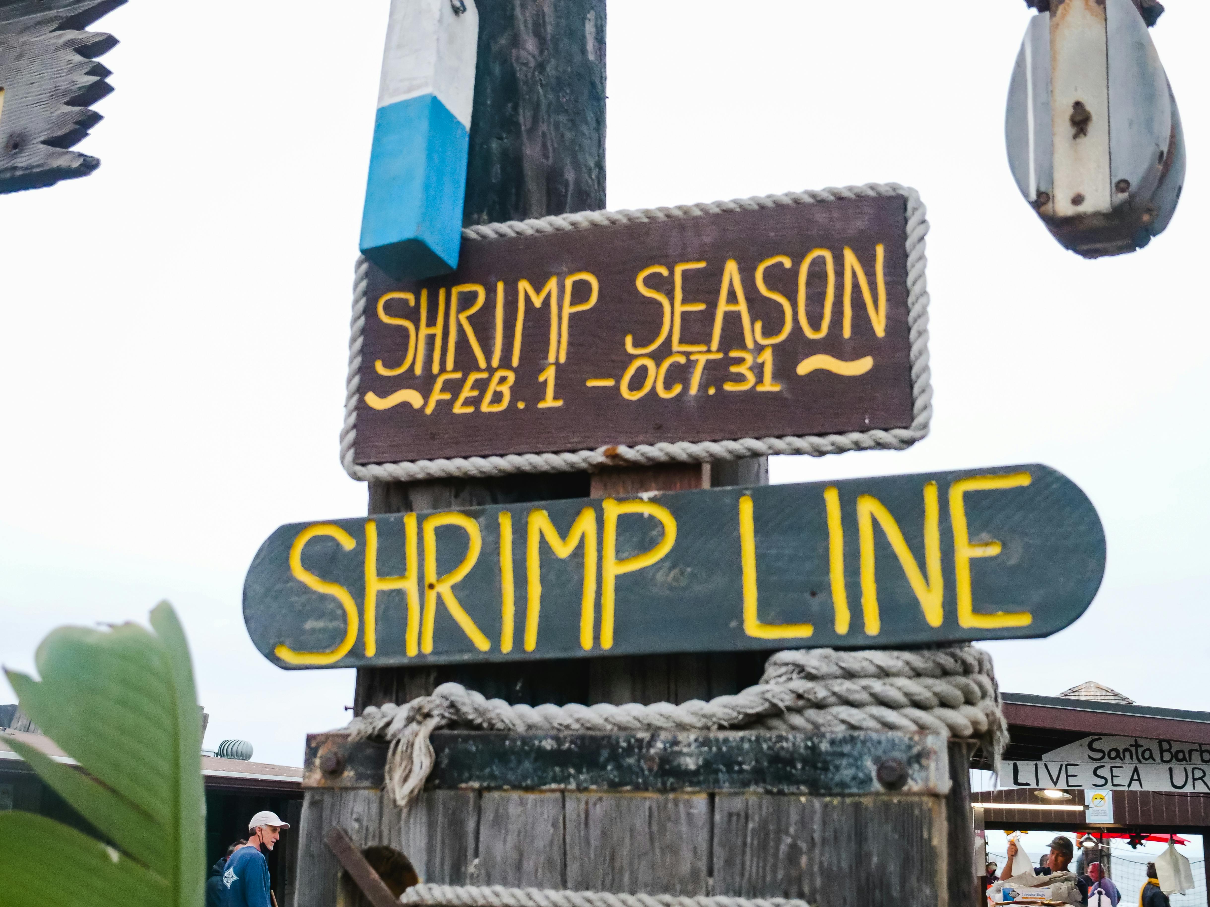 Shrimp In The Ocean Photos, Download The BEST Free Shrimp In The Ocean