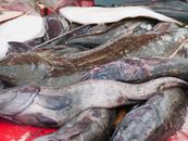 A variety of fresh fish on ice at a fish market stall, ready for purchase.