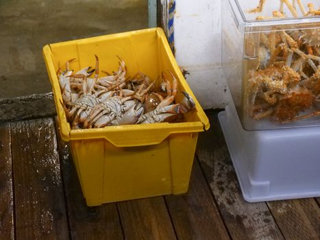 Close-up of fresh crabs in a yellow box, perfect for seafood markets, cuisine, or industry.