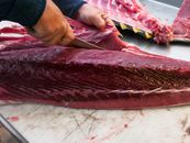 Slicing of Raw Tuna
