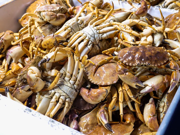 Brown And White Fresh Crabs In A Crate