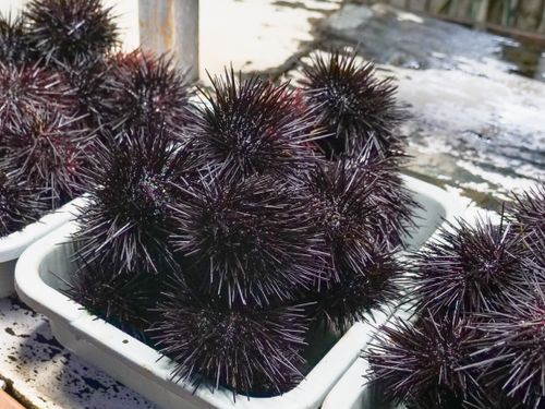 Free Close-up of fresh raw sea urchins in a market setting, highlighting texture and color. Stock Photo
