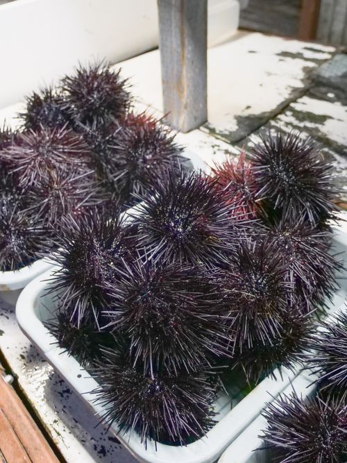 Free Close-up of fresh, raw sea urchins in trays, perfect for seafood enthusiasts. Stock Photo