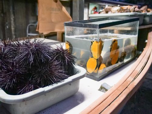 Free Close-up of fresh sea urchins and fish tank in an outdoor seafood market. Stock Photo
