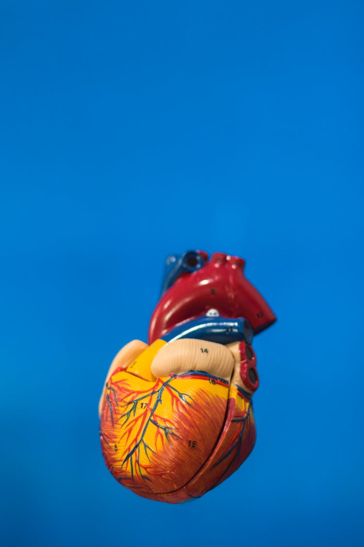 Heart Model In Blue Background 