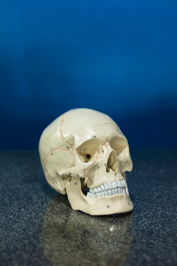 An Anatomical Model Of A Skull