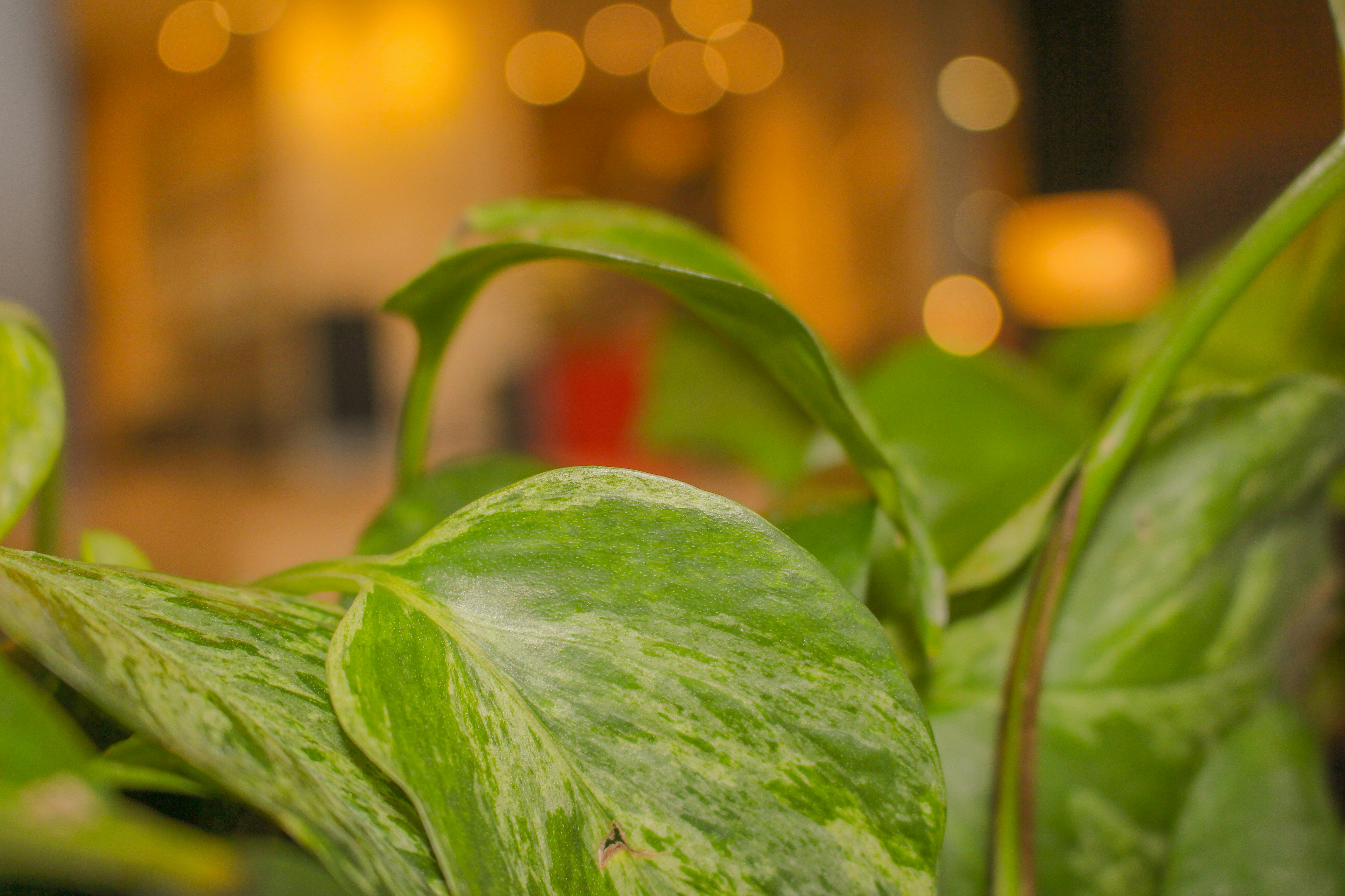 Free stock photo of green, green leaf, houseplants
