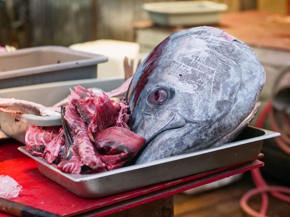 A fresh whole tuna at a fish market