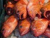 Stack of Red Snappers on Ice