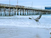 黎明时分，一只雄伟的苍鹭在海洋码头附近飞翔，海浪轻轻地拍打着海岸