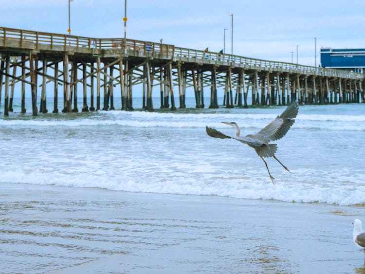 A Bird Flying Near A Pier In The Morning