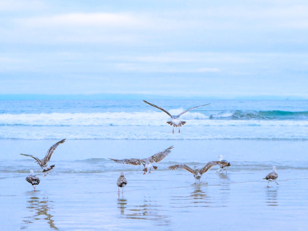 Birds on a Shore