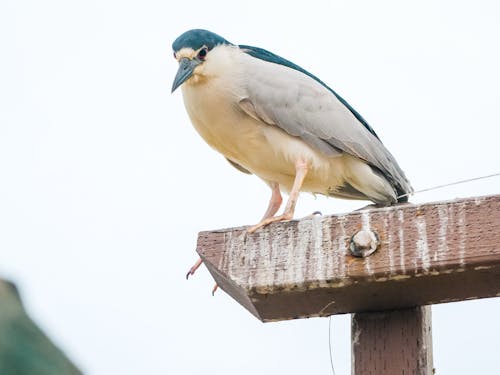 Gratis stockfoto met detailopname, dierenfotografie, neergekomen