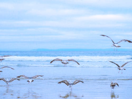 Seagulls on the Sea Shore