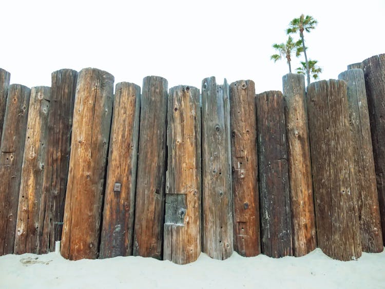 Wood Logs Standing On White Sand